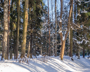 白雪覆盖的草地上有桦树的冬季景观