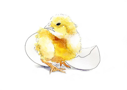 水彩画一只孵出的小鸡素描照片