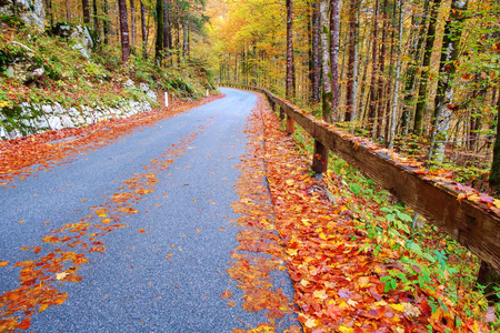 蜿蜒的森林路在美丽的秋天颜色附近 Bohinj 湖