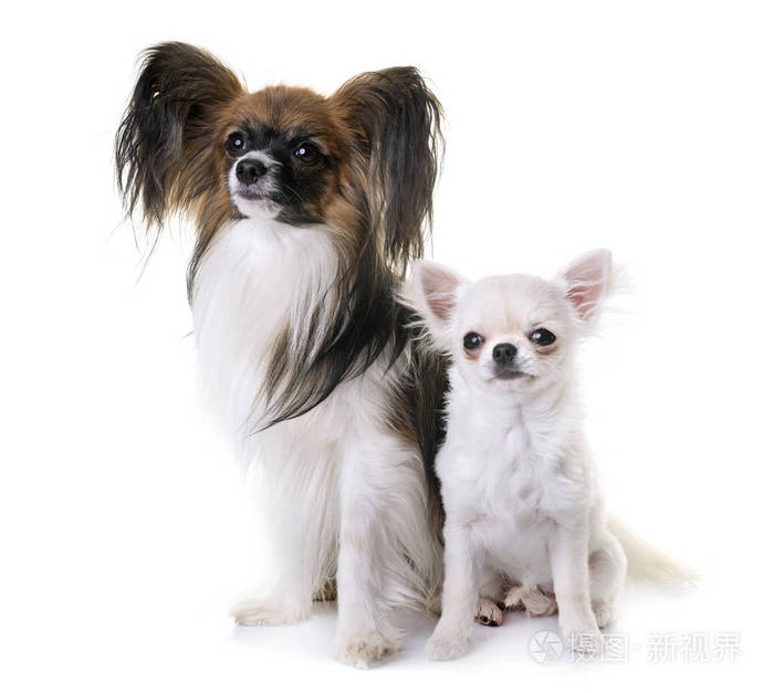 蝴蝶犬和吉娃娃照片 正版商用图片11ei9r 摄图新视界 蝴蝶犬和吉娃娃照片 正版商用图片11ei9r 摄图新视界