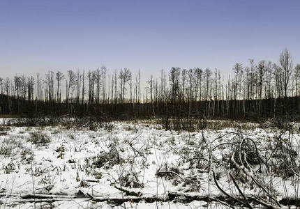 波兰冬季坎皮诺斯国家公园沼泽上空日落
