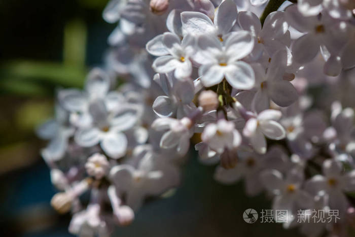 盛开的丁香花的特写