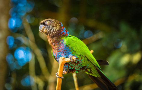 伊瓜伊苏伊2017年6月23日 在伊鸟公园的绿鹦鹉