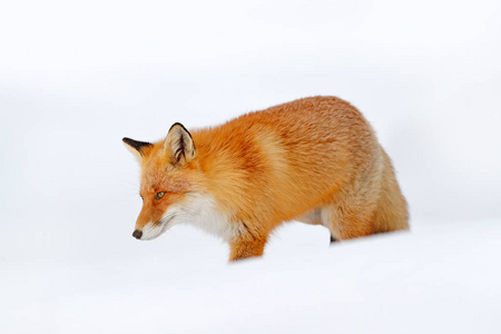 寒冷的冬天有橙色的皮毛狐狸. 德国雪草地的狩照片
