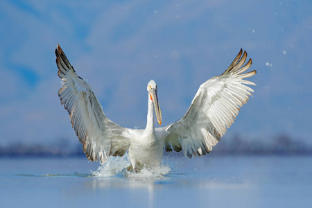 达尔马提亚在克金尼湖希腊。 具有开放翅膀狩猎动物的美洲人。 来自欧洲自然的野生动物场景。 蓝天上的鸟。 带长橙色的美洲人。 