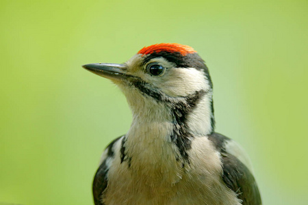 面部斑点伟大的斑点啄木鸟细节特写鸟头黑白动物捷克共和国的肖像.