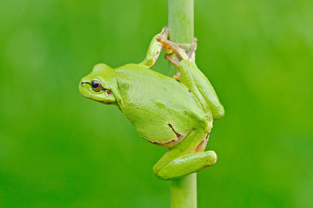 欧洲树蛙Hyla树木树坐在青草上，背景清澈绿色。 大自然栖息地的绿色两栖动物。 河流栖息地附近草地上的野生青蛙。