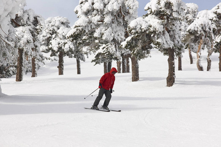 滑雪在美丽的雪森林风景。冬季运动