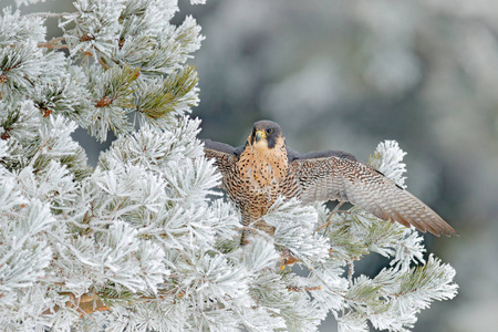 隼鸟的猎物与飞雪坐在白色雾松树与深绿色森林的背景行动场景在自然树栖息地德国欧洲。 自然界中的猎鹰。