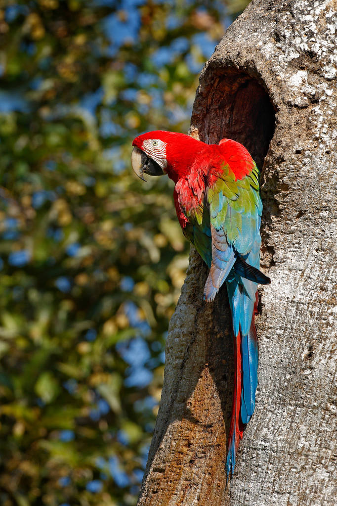 红色和绿色的金刚鹦鹉在深绿色的森林栖息地.