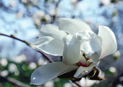 白色玉兰花对天空