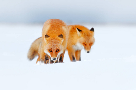日本人像狐狸白雪中的红狐. 寒冷的冬天有橙色的皮毛狐狸.