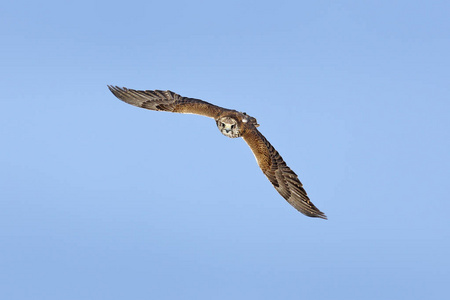赛克猎鹰猎鹰雪鸟的猎物飞行。 蓝天在寒冷的冬天动物在大自然中栖息法国。 野生动物场景形成自然。 鸟类飞行。