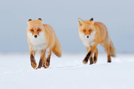 白雪中的红狐。 寒冷的冬天有橙色的皮毛狐狸。 日本雪甸狩猎动物。 美丽的橙色外衣动物自然。 野生动物欧洲。 细节特写漂亮狐狸的肖