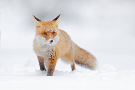 白雪中的红狐。 寒冷的冬天有橙色的皮毛狐狸。 日本雪甸狩猎动物。 美丽的橙色外衣动物自然。 亚洲野生动物。 细节特写漂亮狐狸的肖