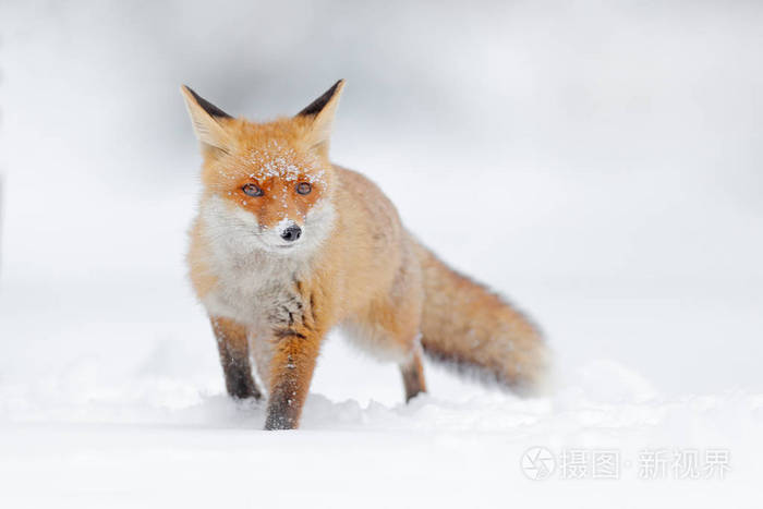 白雪中的红狐寒冷的冬天有橙色的皮毛狐狸日本雪甸狩猎动物美丽的橙色