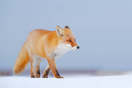 寒冷的冬天有橙色的皮毛狐狸. 日本雪甸狩猎动物.