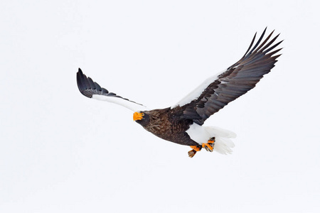 s sea eagle, Haliaeetus pelagicus, flying bird of prey, with blu