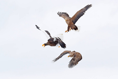 鹰与鱼搏斗. 冬天的猎物鸟. 大鹰雪海. 飞白尾鹰北海道日本亚洲.