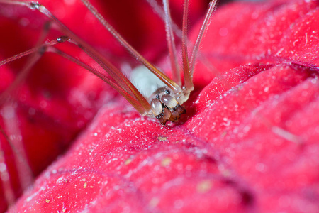 蜘蛛宏观相片, pholcus phalangioides 在红色事假