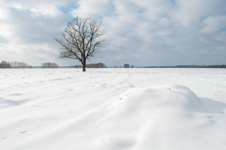 平静的冬天风景, 下雪的领域