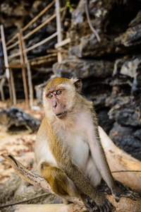 来自泰国克拉比丛林的野生猴子