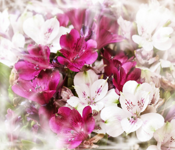 白色和粉红色 alstroemerias 的花束