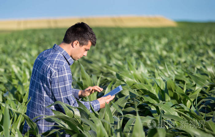 农民在玉米田的平板电脑