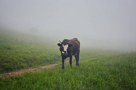 奶牛在雾里 一条毯子的温暖的灯光和海雾覆盖的母牛