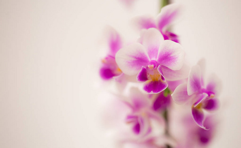带白色背景的紫色花朵兰花