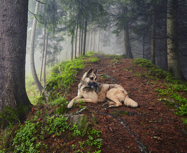 一只猎狗在一片云雾缭绕的森林里等待着它的主人