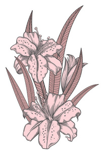 对象线条艺术盛开的百合花, 详细的手绘矢量插图.浪漫的装饰花画.