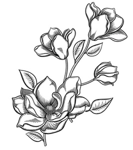 盛开的苹果树花, 详细的手画树枝的苹果树开花插图.矢量浪漫装饰花画.