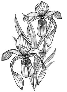 白色背景下的线条风格装饰兰花花卉的详细说明照片