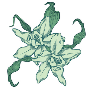准确而细致的手画蓝绿盛开的兰花花叶。白色背景下装饰兰花花线型的详细绿色插图