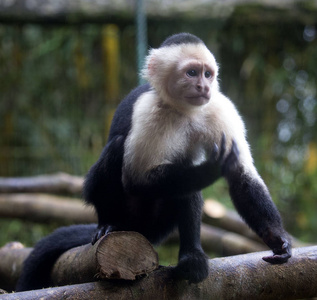 哥斯达黎加树枝上的白面猴子
