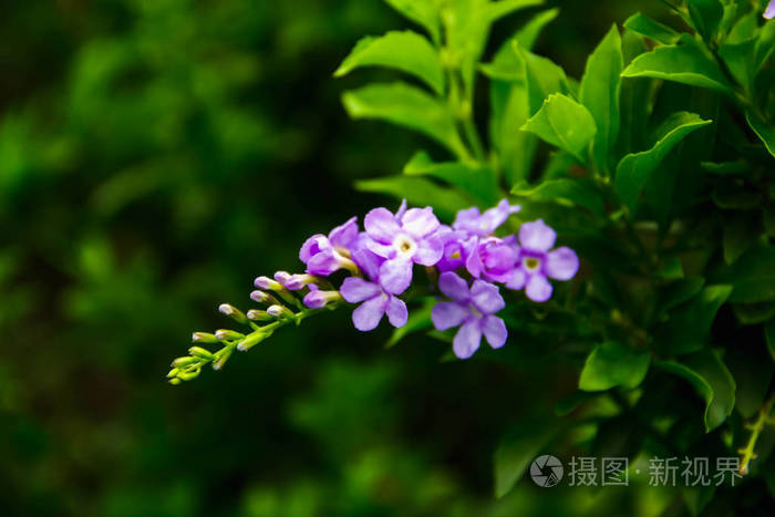 紫色的花朵是一堆绿色的背景模糊