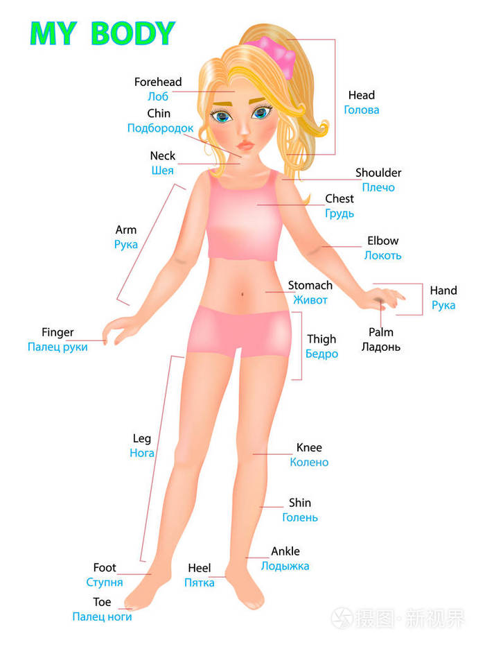 显示身体部分的女孩的矢量插图英语和俄语