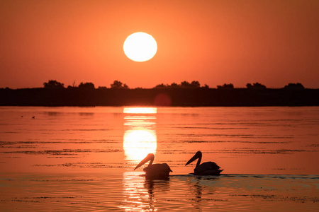 多瑙河三角洲日出时的鹈鹕