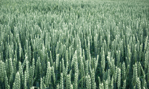 年轻小麦的穗状花序。背景自然领域农业