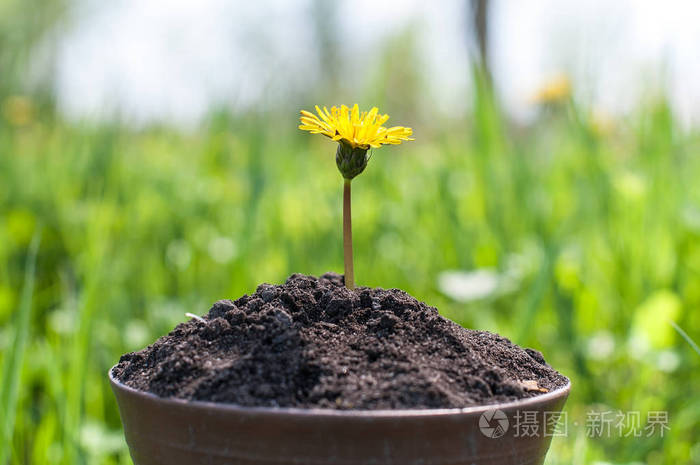 幼苗从肥沃的土壤生长到阳光灿烂的清晨, 生态学概念