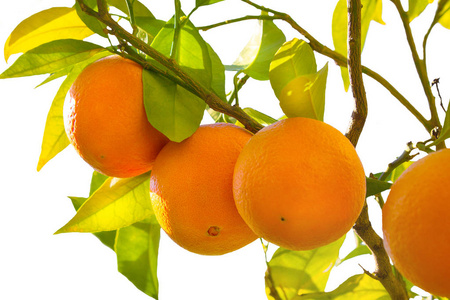 意大利花园树枝上的熟橘子