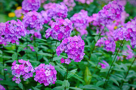 花园紫夹竹桃 夹竹桃, 生动的夏日花朵
