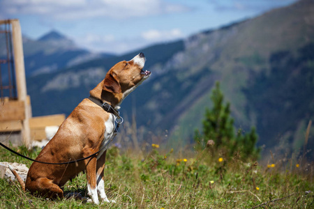 狩猎犬户外