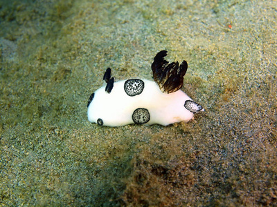 真正的海蛞蝓,菲律宾吕宋岛,阿尼洛黑色蛞蝓菲律宾吕宋岛,阿尼洛,真正