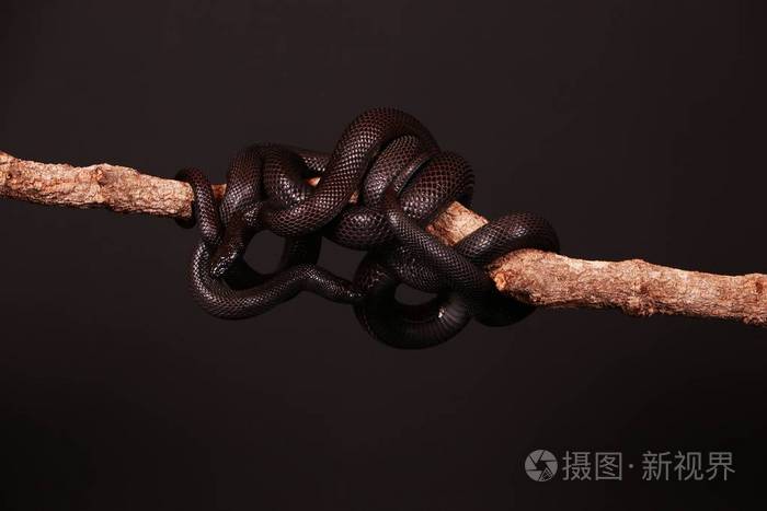 两条黑蛇缠绕在工作室的一条腿上