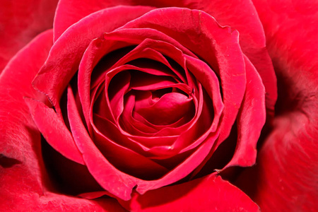 红色绽放美丽的玫瑰色背景
