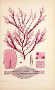 藻类的插图。 哈维威廉H威廉亨利。 伦敦里夫兄弟18471849。