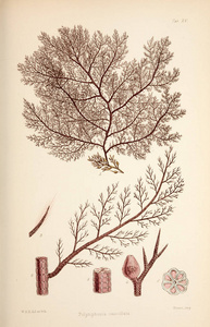 藻类的插图。 哈维威廉H威廉亨利。 伦敦里夫兄弟18471849。