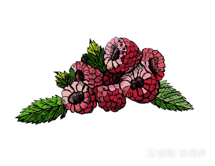 手绘彩色素描树莓白色背景